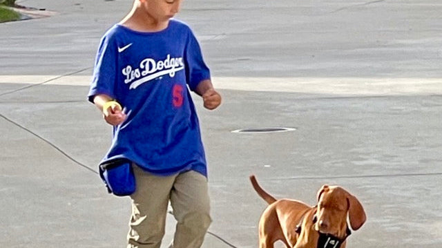 child in blue los angeles dodgers shirt training a puppy