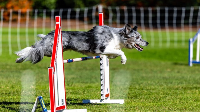 Dog agility dog jumping over hurdle