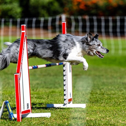 Dog agility dog jumping over hurdle
