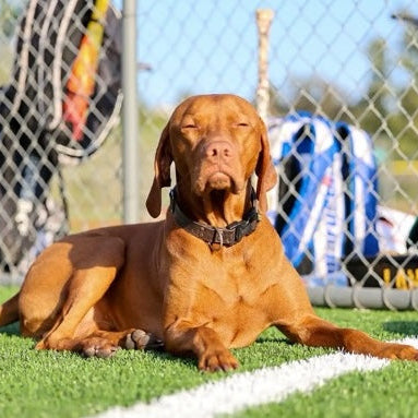 The Magic of Free Shaping