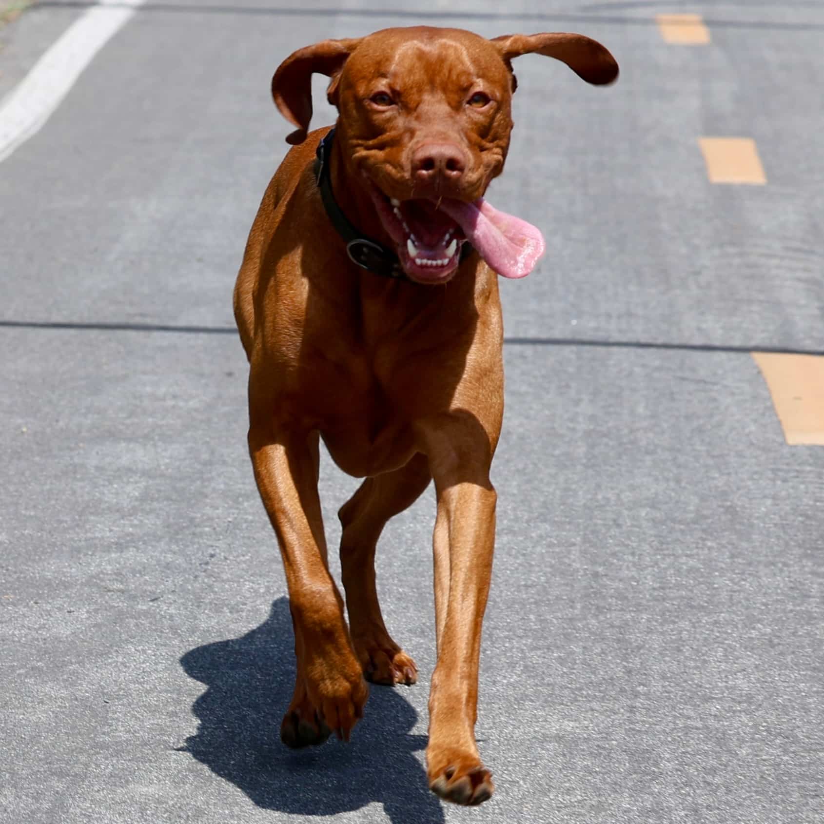 The best thing I trained my dog