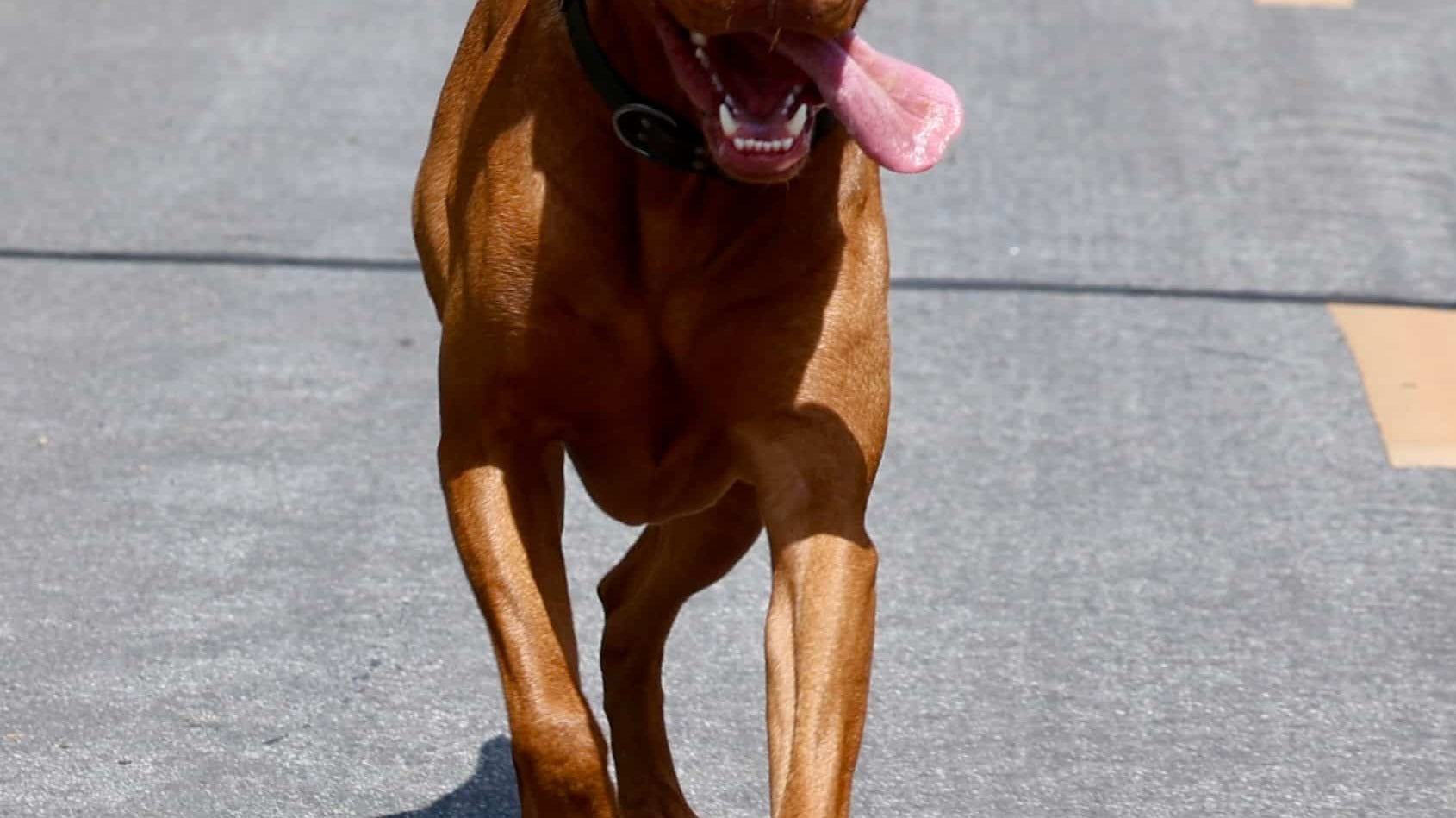 The best thing I trained my dog