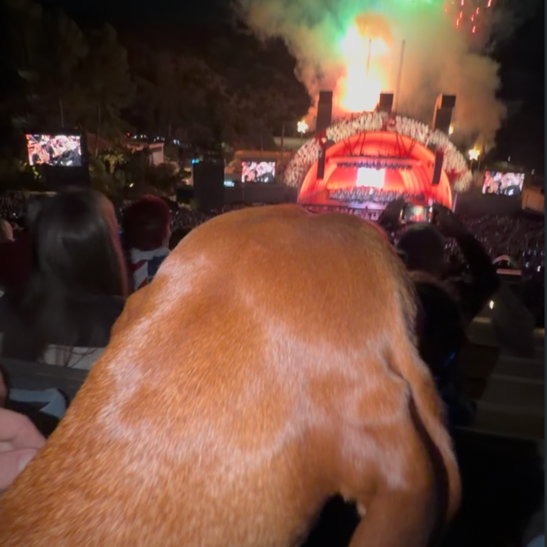 A dog watching a fireworks show calmly at the Hollywood Bowl