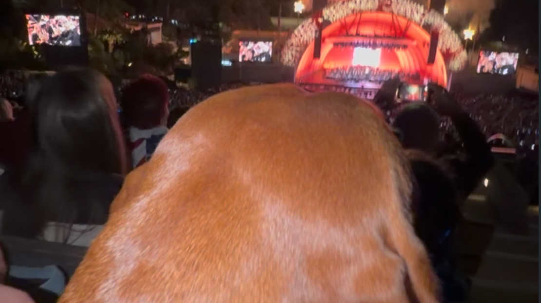 A dog watching a fireworks show calmly at the Hollywood Bowl