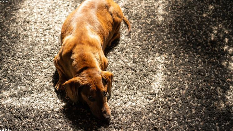 Calming Signals: What Your Dog Is Trying to Tell You