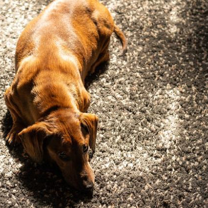 Calming Signals: What Your Dog Is Trying to Tell You