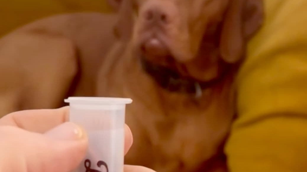 How to pop open a Doggo Treat Tube