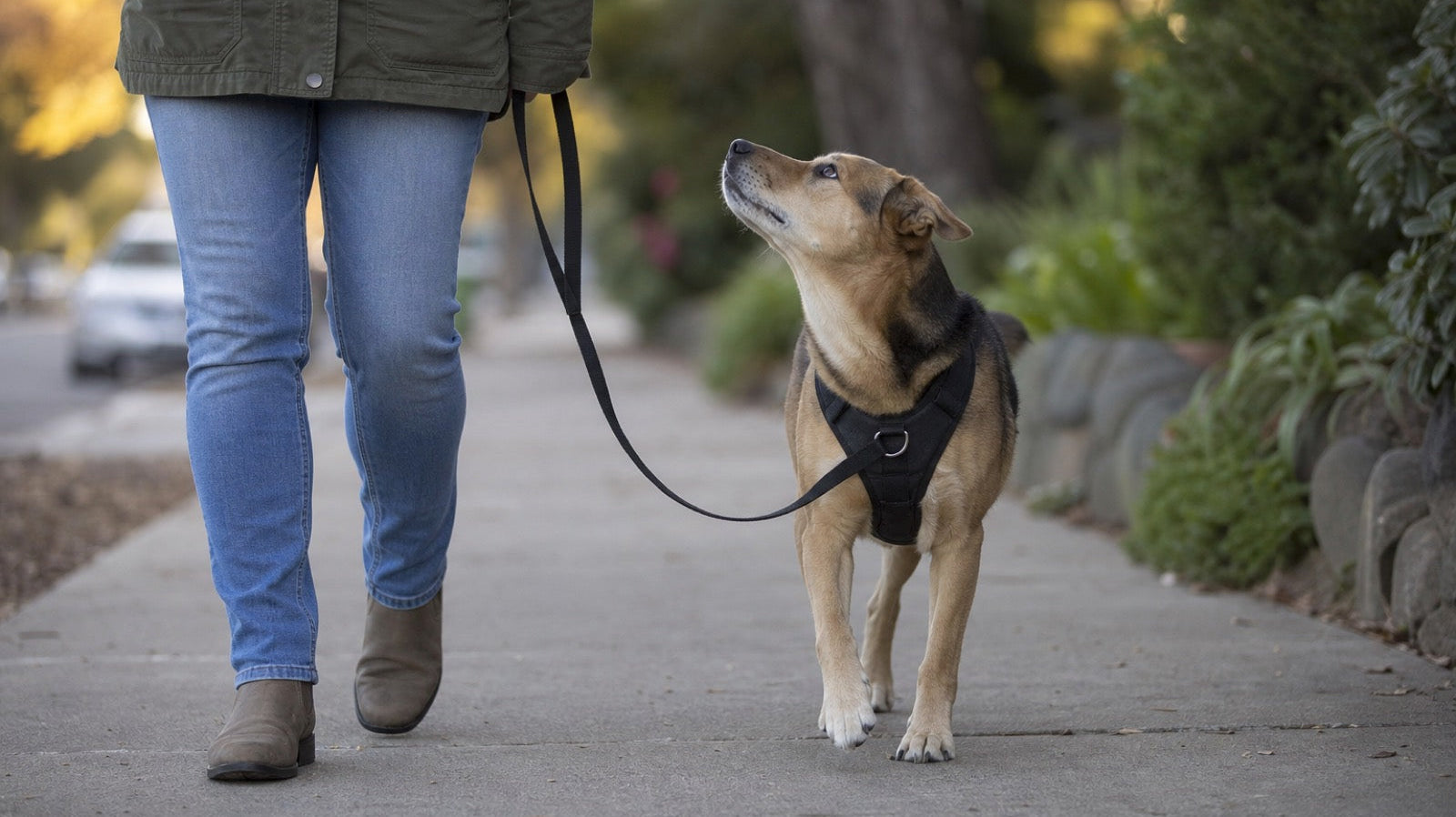 A dog walking beside a person on a sidewalk with the leash hanging in a visible slack loop, the dog looking up at the person's face