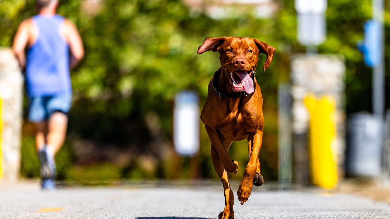 Part 2: How to Build a Bombproof Dog Recall (Without Being a Professional Trainer)