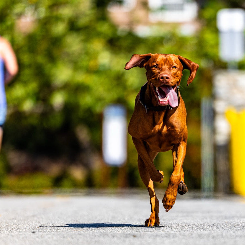 Part 2: How to Build a Bombproof Dog Recall (Without Being a Professional Trainer)