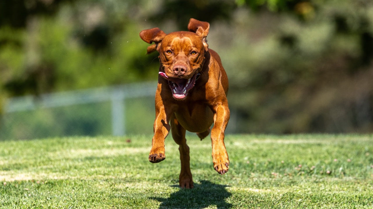 Part 1: How to Build a Bombproof Dog Recall (Without Being a Professional Trainer)