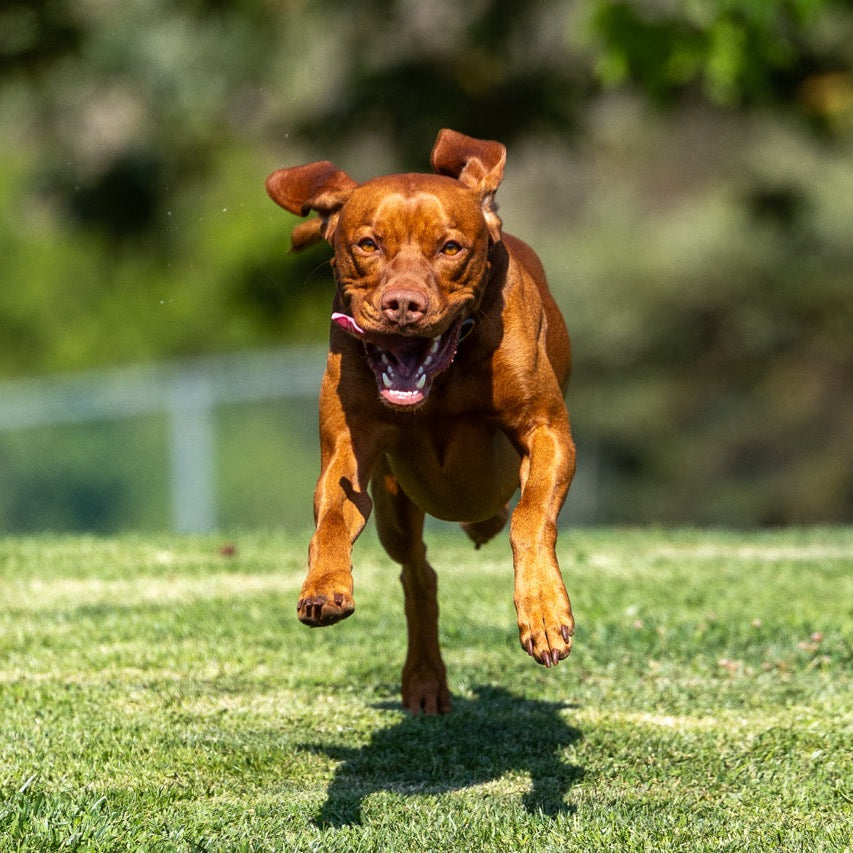 Part 1: How to Build a Bombproof Dog Recall (Without Being a Professional Trainer)