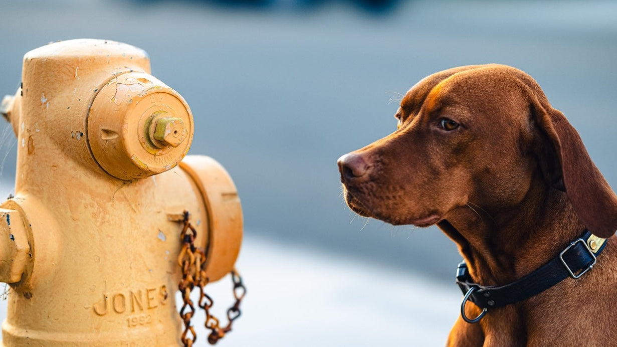 How to Get Your Dog to Drink More Water (Even If They're Picky)