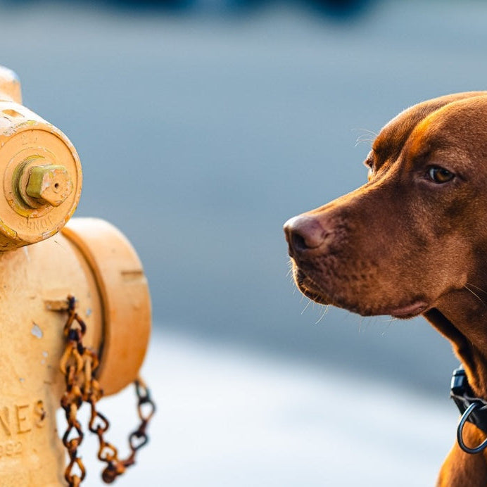 How to Get Your Dog to Drink More Water (Even If They're Picky)