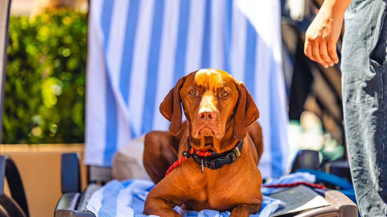 Vizsla dog lying on pool chair looking at camera