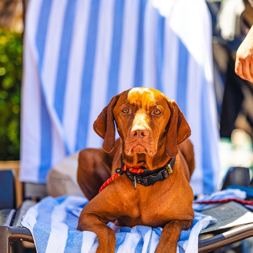 Vizsla dog lying on pool chair looking at camera