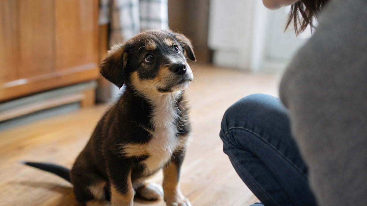 A ten-week-old puppy sitting on a kitchen floor, looking up and holding eye contact with a person crouched just out of frame