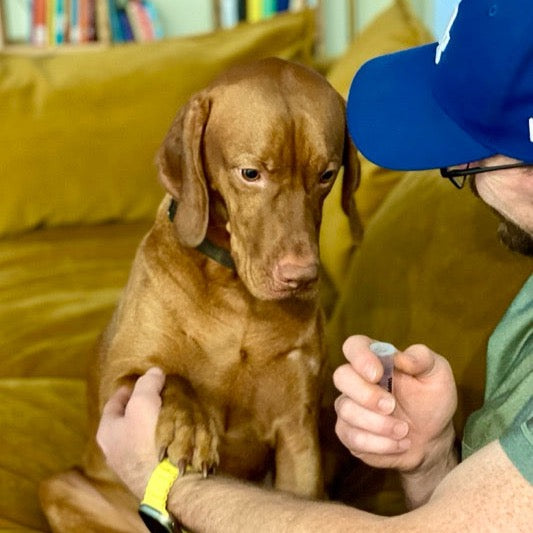 man feeding dog a treat