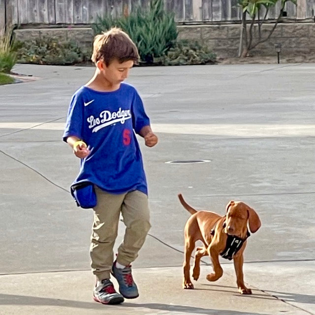 child in blue los angeles dodgers shirt training a puppy