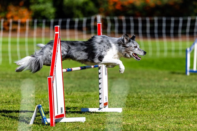 Dog agility dog jumping over hurdle 