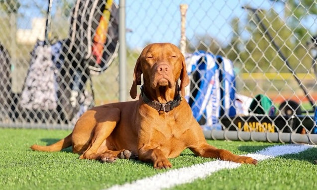 The Magic of Free Shaping