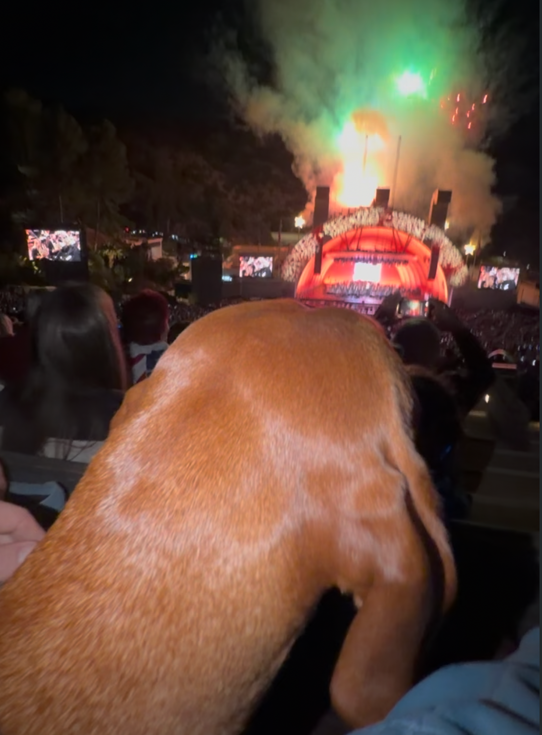 A dog watching a fireworks show calmly at the Hollywood Bowl