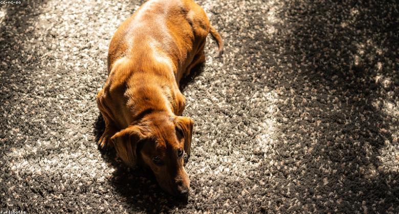 Calming Signals: What Your Dog Is Trying to Tell You
