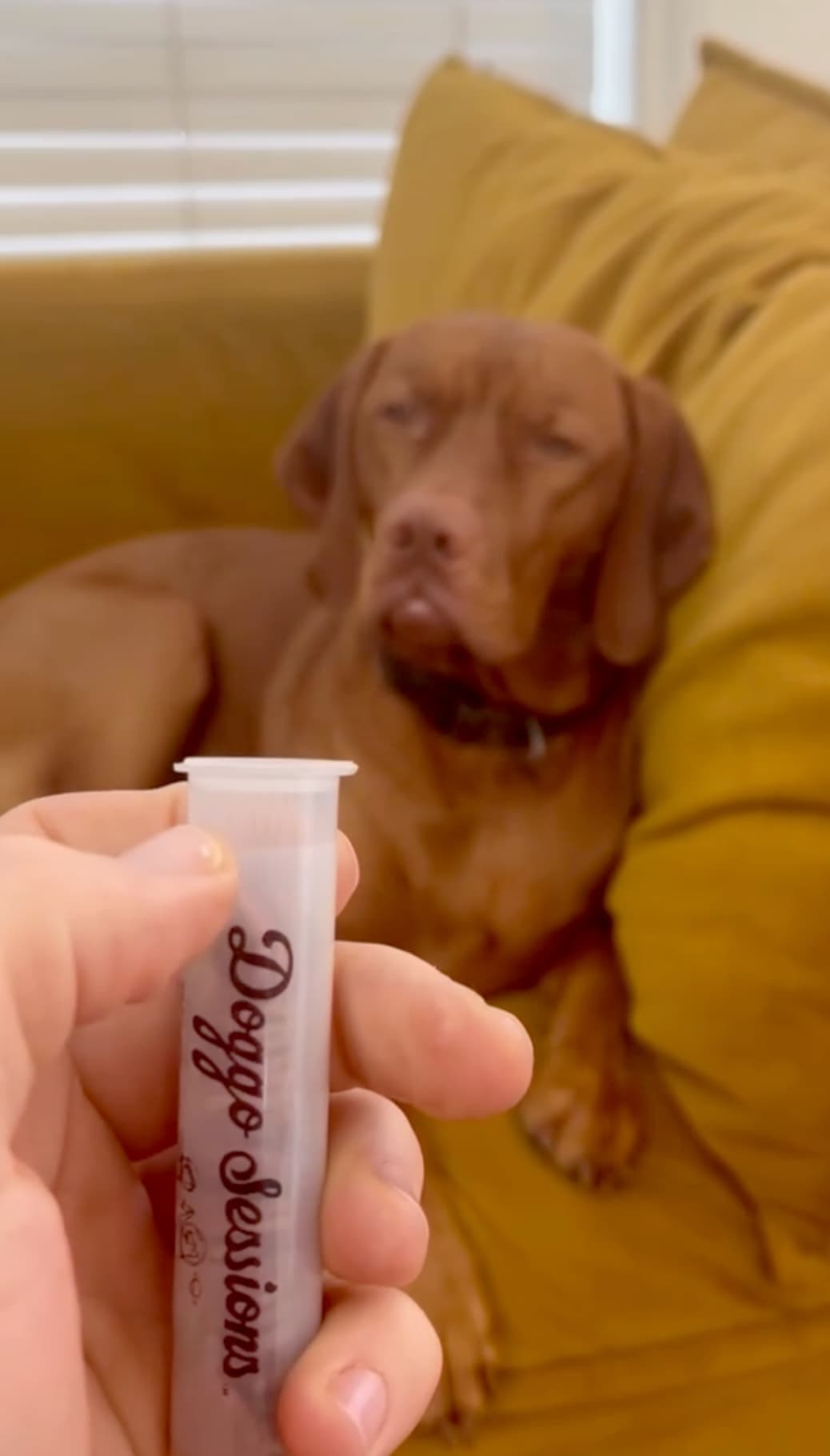 How to pop open a Doggo Treat Tube
