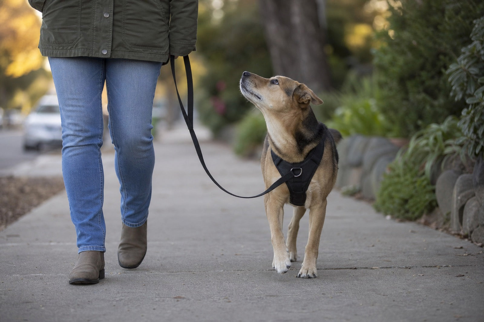 A dog walking beside a person on a sidewalk with the leash hanging in a visible slack loop, the dog looking up at the person's face