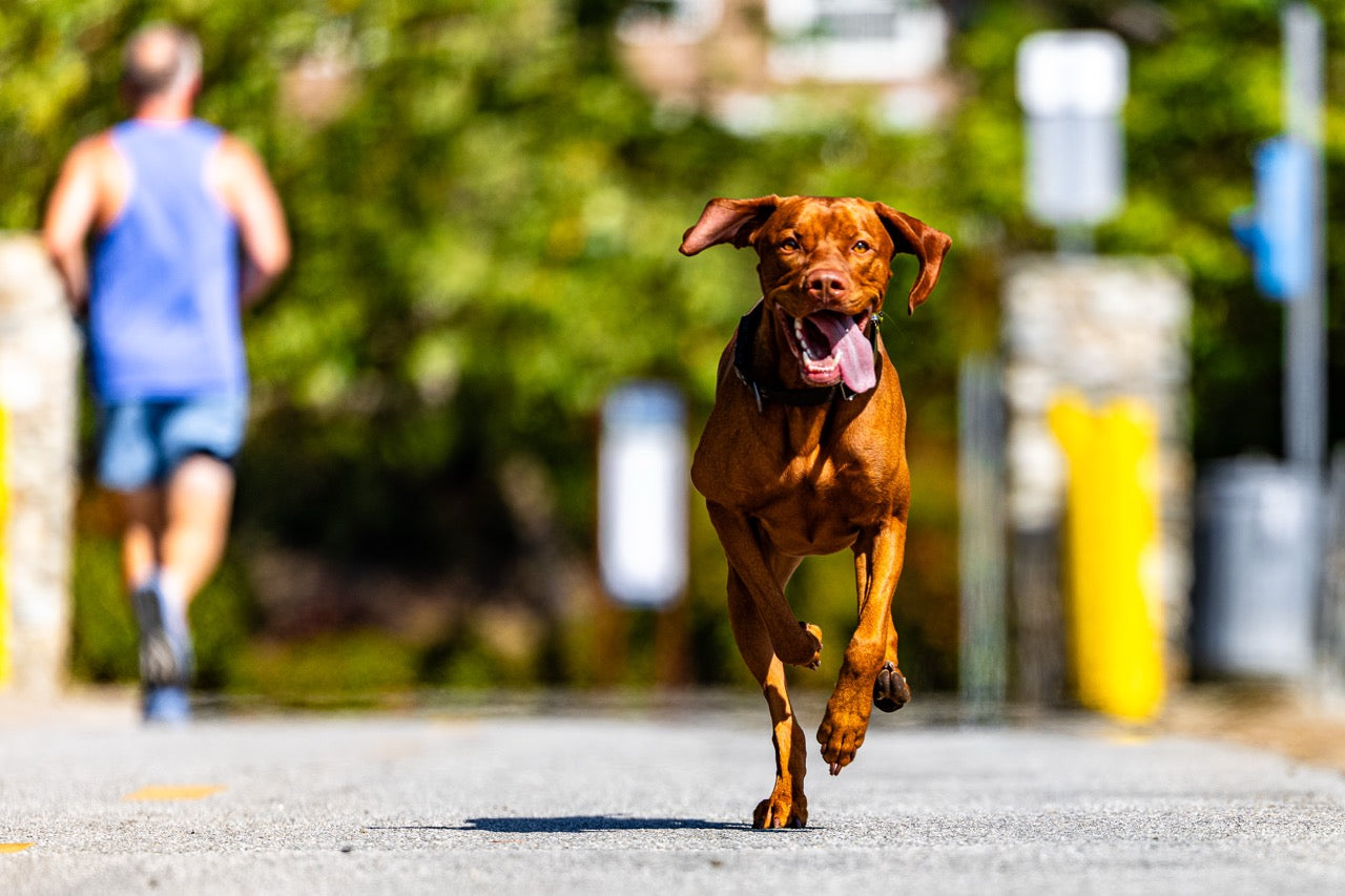 Part 2: How to Build a Bombproof Dog Recall (Without Being a Professional Trainer)