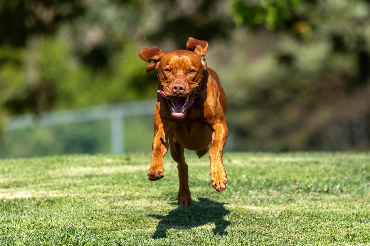 Part 1: How to Build a Bombproof Dog Recall (Without Being a Professional Trainer)