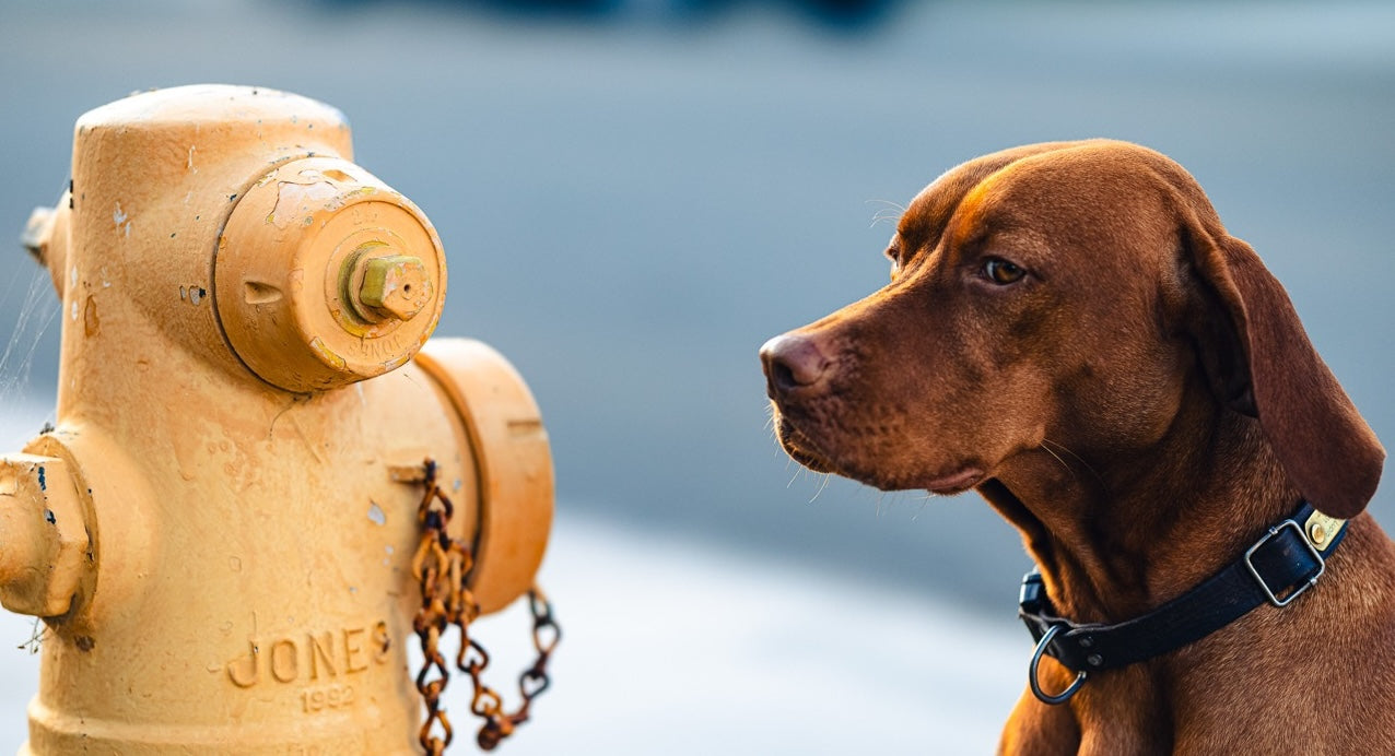 How to Get Your Dog to Drink More Water (Even If They're Picky)