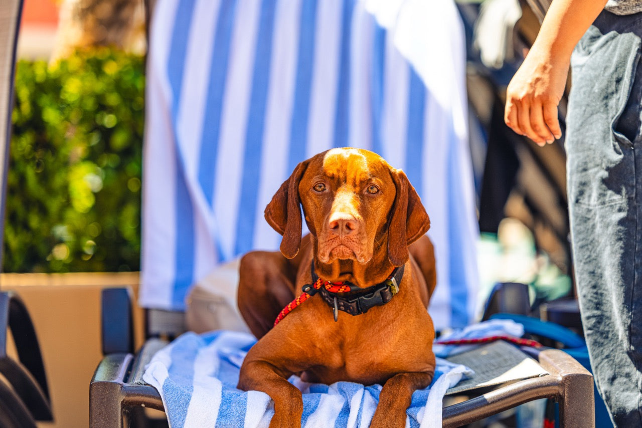 Vizsla dog lying on pool chair looking at camera