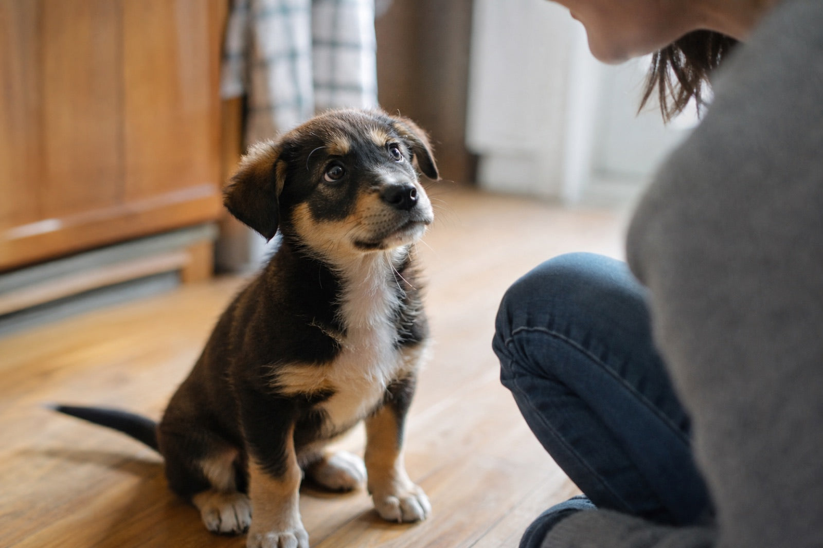 A ten-week-old puppy sitting on a kitchen floor, looking up and holding eye contact with a person crouched just out of frame