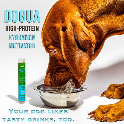 Dogua - High-Protein Hydration Motivator Mix