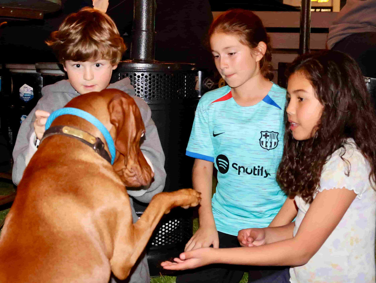 Doggo Sessions | Portable Freeze-Dried Training Treats