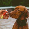 Lupin eating a Doggo Disc from a treat tube